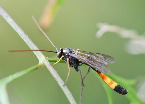 Réf. 291 189 : Hellwigia obscura